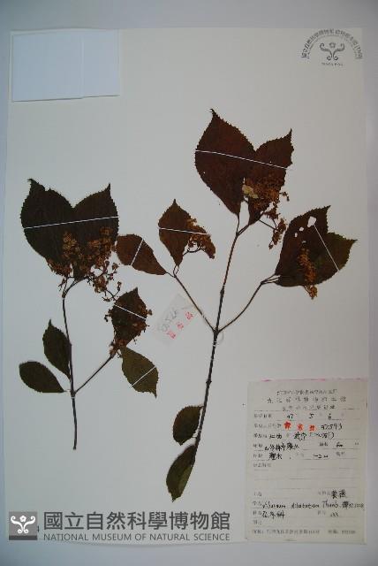 莢迷藏品圖，第1張