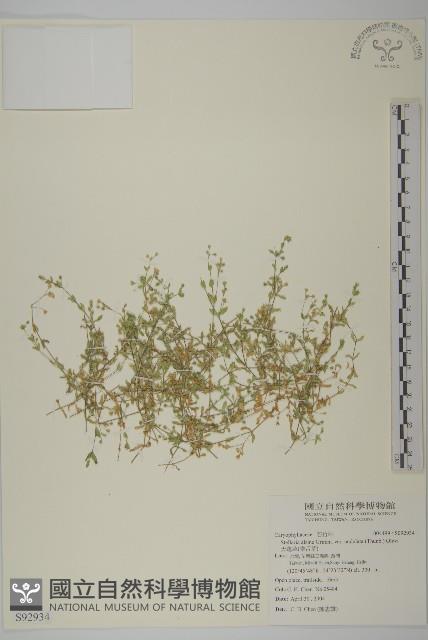 天蓬草、雀舌草藏品圖，第1張