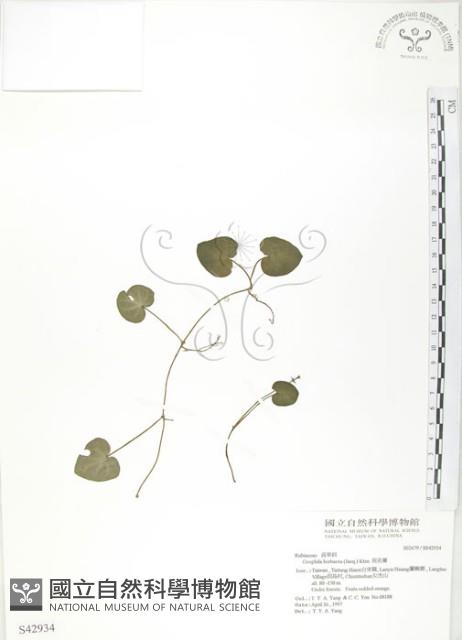 苞花蔓藏品圖，第1張