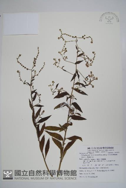 小花倒提壺藏品圖，第1張