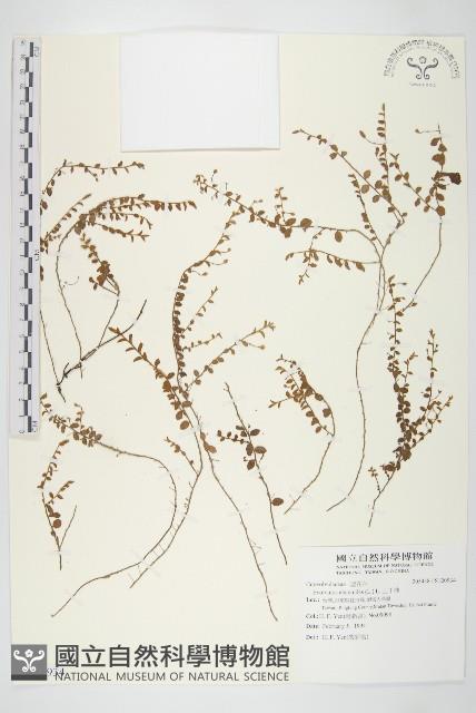 土丁桂藏品圖，第1張