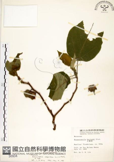 構樹藏品圖，第1張