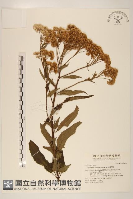 臺灣澤蘭藏品圖，第1張