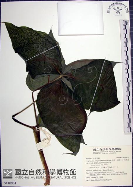 申跋、油跋、小天南星藏品圖，第1張