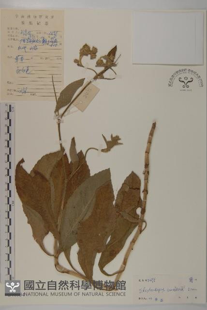 白花地膽草藏品圖，第1張