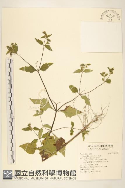 豨薟藏品圖，第1張