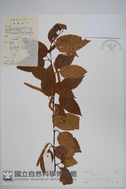 亮葉樺藏品圖，第1張