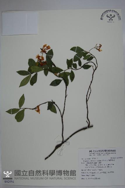 細梗絡石藏品圖，第1張
