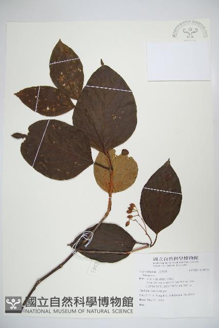 登錄號:S109534藏品圖，第1張