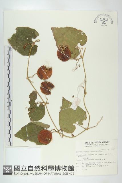 青牛膽藏品圖，第1張