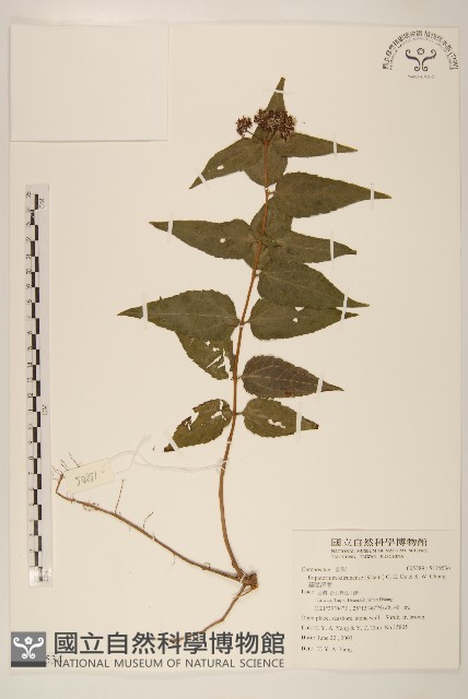 基隆澤蘭藏品圖，第1張
