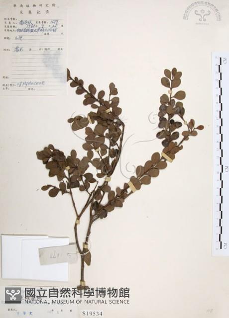 小葉赤楠藏品圖，第1張