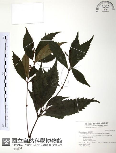 草珊瑚、紅果金粟蘭藏品圖，第1張