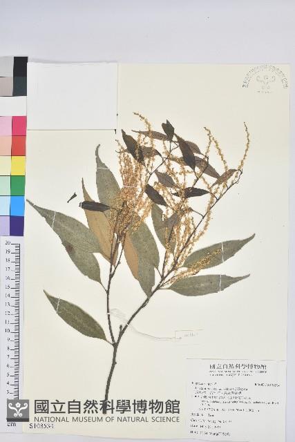 長尾栲、長尾柯、長尾尖葉櫧藏品圖，第1張