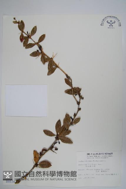 臺灣小蘗藏品圖，第1張