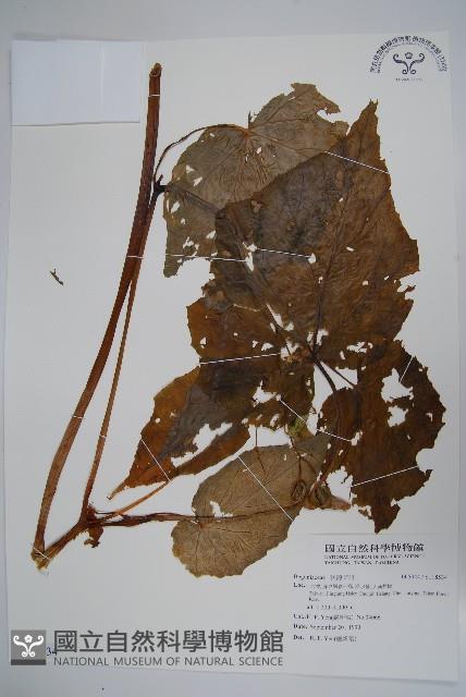 登錄號:S118534藏品圖，第1張