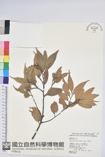 長尾栲、長尾柯、長尾尖葉櫧藏品圖，第1張