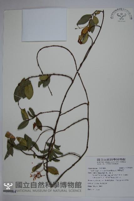 細梗絡石藏品圖，第1張