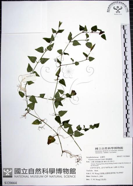 倒地蜈蚣藏品圖，第1張