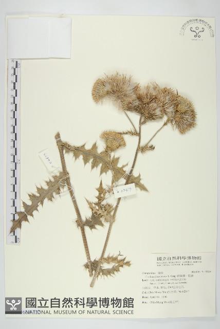 白花小薊藏品圖，第1張