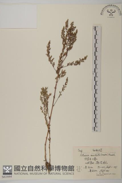 細稈沙蒿藏品圖，第1張