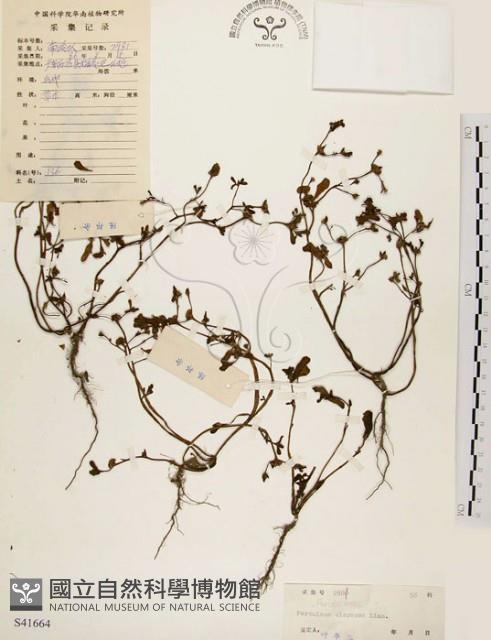 馬齒莧藏品圖，第1張