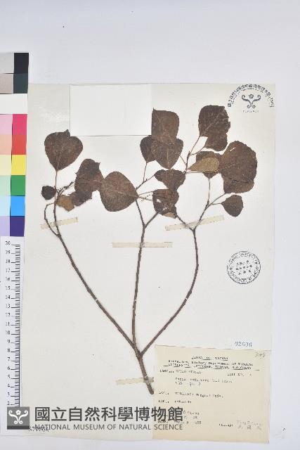 烏臼藏品圖，第1張