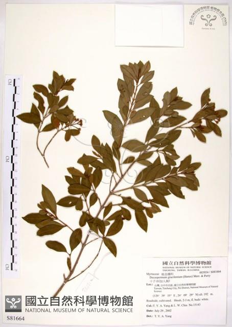 十子木、加入舅藏品圖，第1張