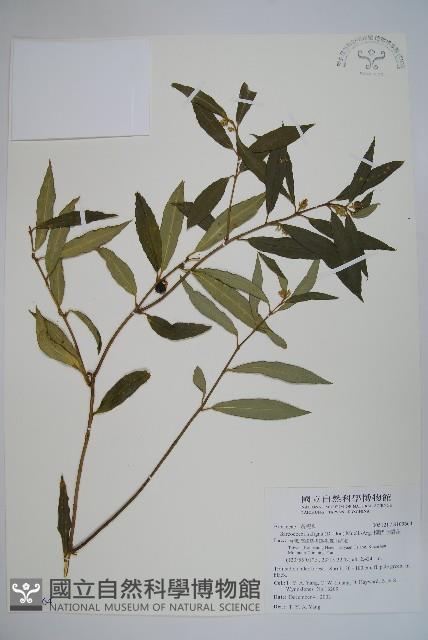 柳狀野扇花藏品圖，第1張