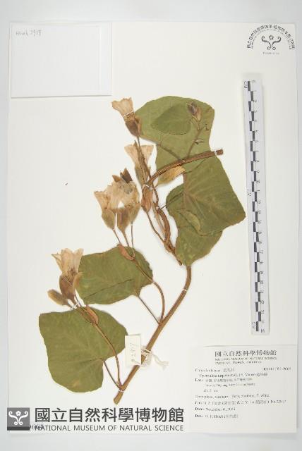 盒果藤藏品圖，第1張