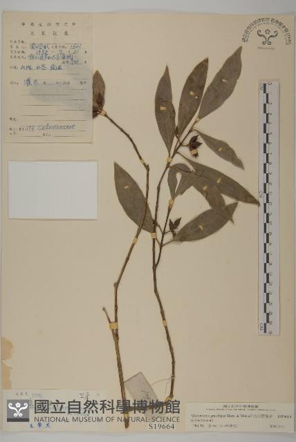 密花假衛矛藏品圖，第1張