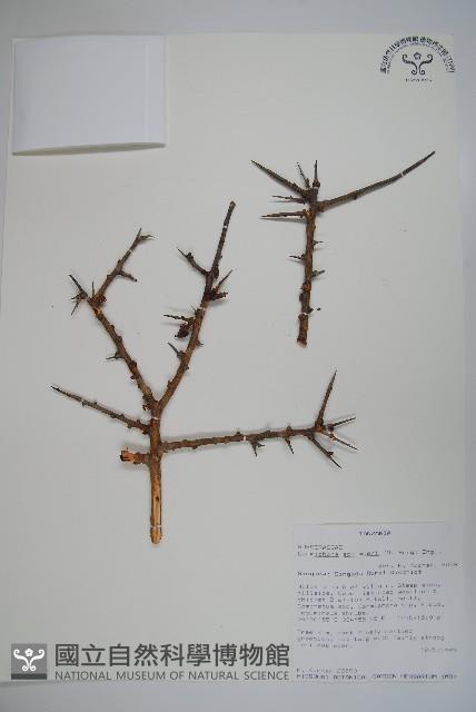 登錄號:S093664藏品圖，第1張