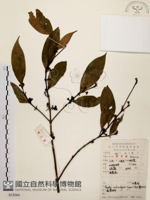 茜草樹藏品圖，第1張