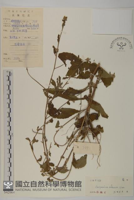 杓兒菜藏品圖，第1張