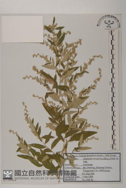 蒙古蒿藏品圖，第1張