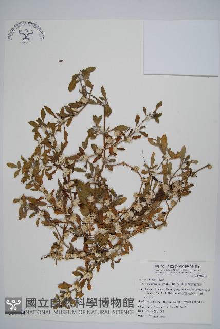 匙葉蓮子草藏品圖，第1張