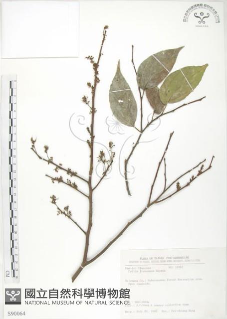 石朴藏品圖，第1張