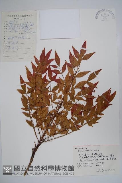 南天竹、天竹、蘭天竹藏品圖，第1張