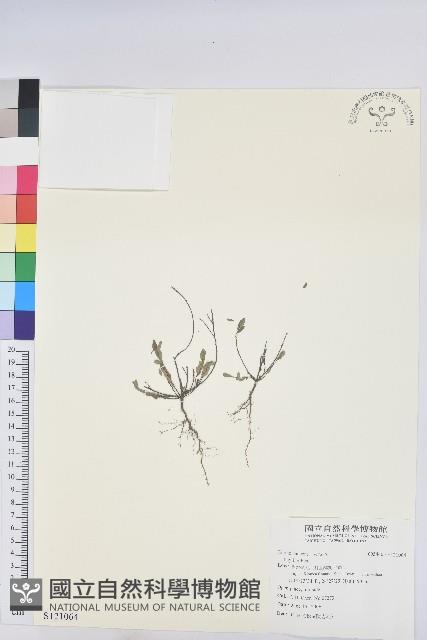 登錄號:S121064藏品圖，第1張