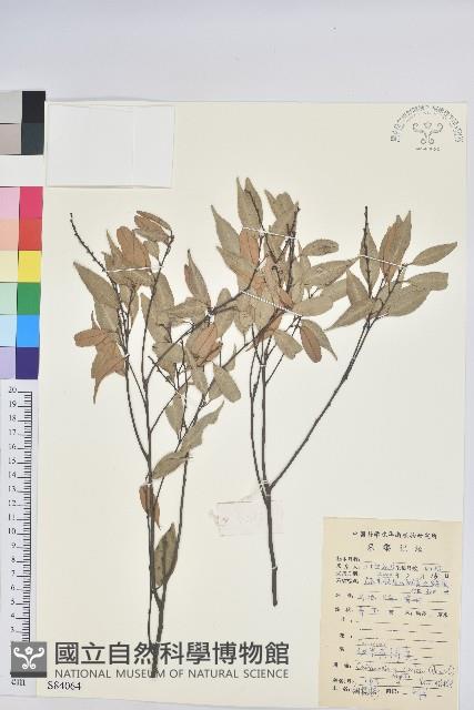 長尾栲、長尾柯、長尾尖葉櫧藏品圖，第1張