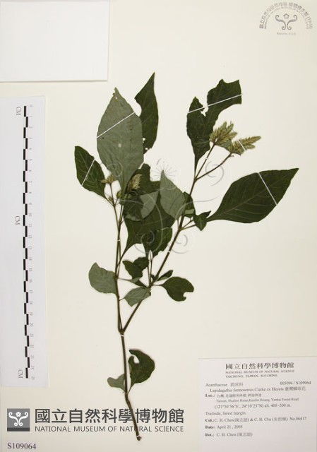 臺灣鱗球花藏品圖，第1張
