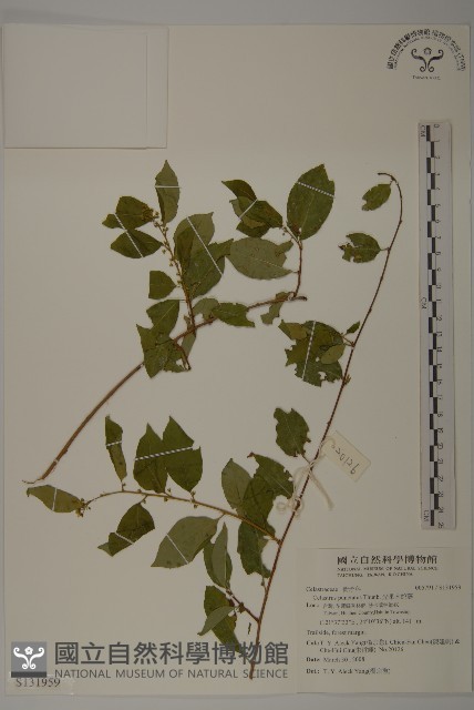 光果南蛇藤藏品圖，第1張