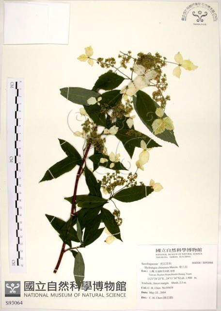 華八仙藏品圖，第1張