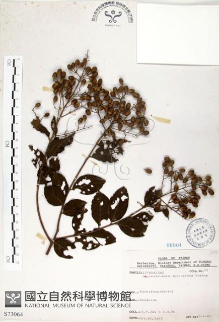 九芎藏品圖，第1張