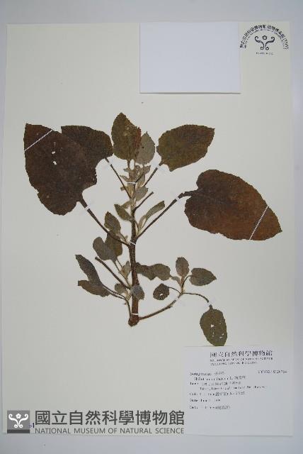 狗尾草藏品圖，第1張