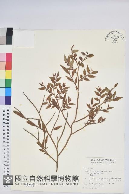 Taiwan Hugeria Collection Image