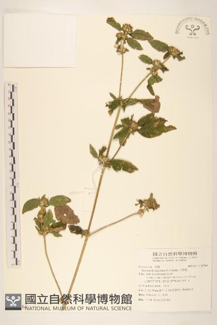 金腰箭藏品圖，第1張