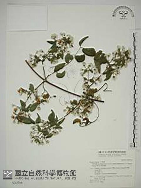 梨山小蓑衣藤藏品圖，第1張