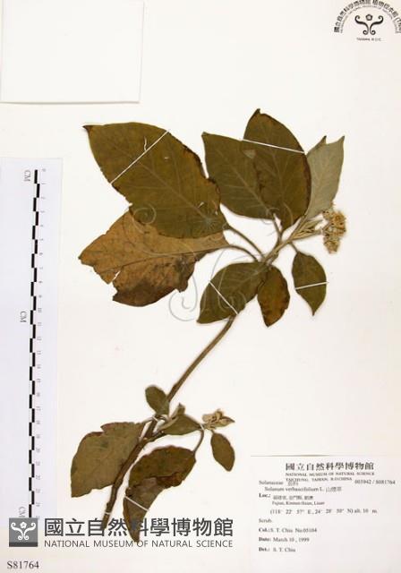 山煙草藏品圖，第1張