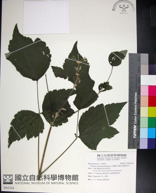 台灣牡丹藤、台灣草牡丹藏品圖，第1張